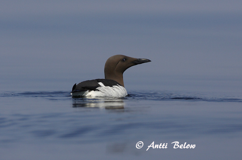 Avainsanat: Tètol cuabarrat Lille kobbersneppe Rosse grutto Bar-tailed Godwit Vöötsaba-vigle Punakuiri Barge rousse Pfuhlschnepfe Kis goda Lappajaðrakan Lappspove Fuselo Limosa lapponica Aguja Colipinta Myrspov