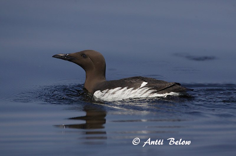 Avainsanat: Tètol cuabarrat Lille kobbersneppe Rosse grutto Bar-tailed Godwit Vöötsaba-vigle Punakuiri Barge rousse Pfuhlschnepfe Kis goda Lappajaðrakan Lappspove Fuselo Limosa lapponica Aguja Colipinta Myrspov