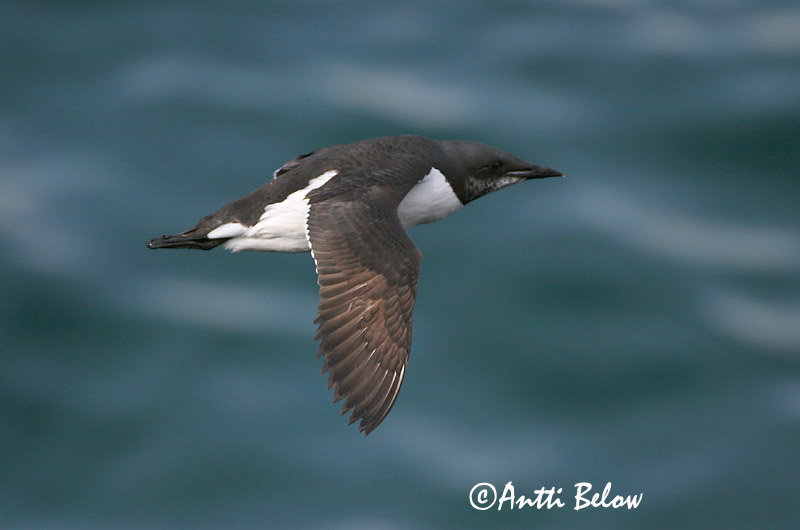 Avainsanat: Kortnæbbet lomvie Dikbekzeekoet Brünnich's Murre Pohjankiisla Guillemot de Brünnich Dickschnabellumme Vastagcsoru lumma Stuttnefja Uria di Brunnich Polarlomvi Arau de Brünnich Uria lomvia Arao de Brünnich Spetsbergsgrissla