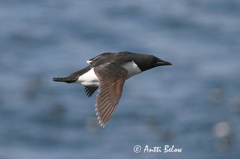 Avainsanat: Kortnæbbet lomvie Dikbekzeekoet Brünnich's Murre Pohjankiisla Guillemot de Brünnich Dickschnabellumme Vastagcsoru lumma Stuttnefja Uria di Brunnich Polarlomvi Arau de Brünnich Uria lomvia Arao de Brünnich Spetsbergsgrissla