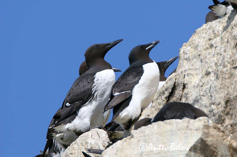 Avainsanat: Kortnæbbet lomvie Dikbekzeekoet Brünnich's Murre Pohjankiisla Guillemot de Brünnich Dickschnabellumme Vastagcsoru lumma Stuttnefja Uria di Brunnich Polarlomvi Arau de Brünnich Uria lomvia Arao de Brünnich Spetsbergsgrissla