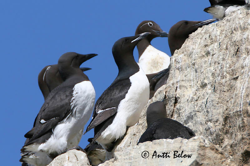 Avainsanat: Kortnæbbet lomvie Dikbekzeekoet Brünnich's Murre Pohjankiisla Guillemot de Brünnich Dickschnabellumme Vastagcsoru lumma Stuttnefja Uria di Brunnich Polarlomvi Arau de Brünnich Uria lomvia Arao de Brünnich Spetsbergsgrissla