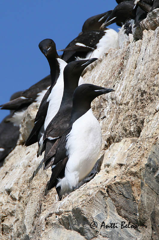 Avainsanat: Kortnæbbet lomvie Dikbekzeekoet Brünnich's Murre Pohjankiisla Guillemot de Brünnich Dickschnabellumme Vastagcsoru lumma Stuttnefja Uria di Brunnich Polarlomvi Arau de Brünnich Uria lomvia Arao de Brünnich Spetsbergsgrissla