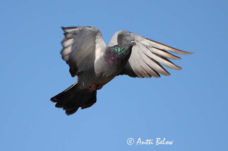Avainsanat: Colom roquer Klippedue Rotsduif Rock Dove Kodutuvi Kesykyyhky Pigeon biset Felsentaube Haustaube Szirti galamb Bjargdúfa Klippedue bydue Pombo-das-rochas Columba livia Paloma Bravía Klippduva