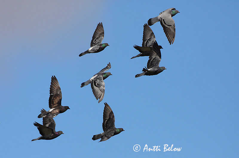Avainsanat: Colom roquer Klippedue Rotsduif Rock Dove Kodutuvi Kesykyyhky Pigeon biset Felsentaube Haustaube Szirti galamb Bjargdúfa Klippedue bydue Pombo-das-rochas Columba livia Paloma Bravía Klippduva