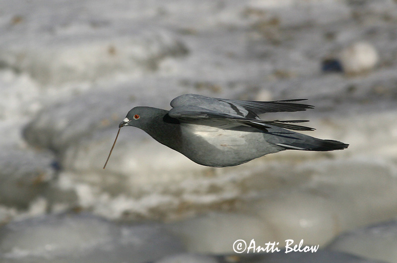 Avainsanat: Colom roquer Klippedue Rotsduif Rock Dove Kodutuvi Kesykyyhky Pigeon biset Felsentaube Haustaube Szirti galamb Bjargdúfa Klippedue bydue Pombo-das-rochas Columba livia Paloma Bravía Klippduva