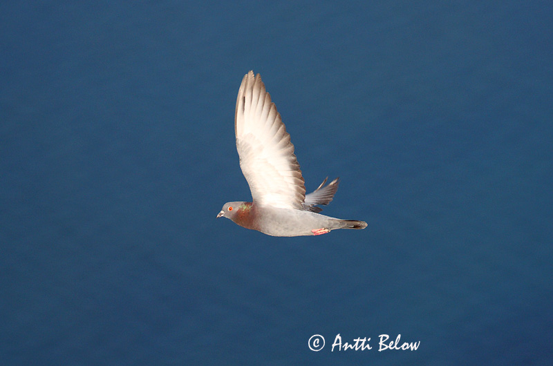 Avainsanat: Colom roquer Klippedue Rotsduif Rock Dove Kodutuvi Kesykyyhky Pigeon biset Felsentaube Haustaube Szirti galamb Bjargdúfa Klippedue bydue Pombo-das-rochas Columba livia Paloma Bravía Klippduva