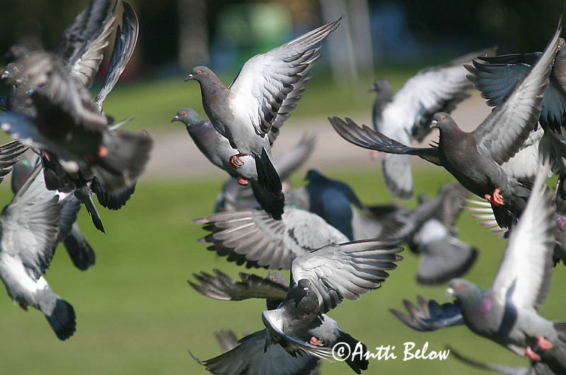 Avainsanat: Colom roquer Klippedue Rotsduif Rock Dove Kodutuvi Kesykyyhky Pigeon biset Felsentaube Haustaube Szirti galamb Bjargdúfa Klippedue bydue Pombo-das-rochas Columba livia Paloma Bravía Klippduva