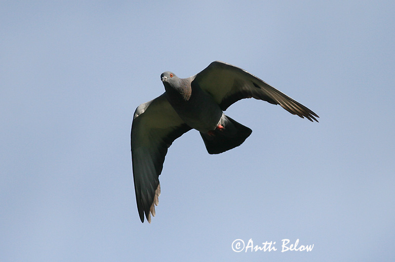 Avainsanat: Colom roquer Klippedue Rotsduif Rock Dove Kodutuvi Kesykyyhky Pigeon biset Felsentaube Haustaube Szirti galamb Bjargdúfa Klippedue bydue Pombo-das-rochas Columba livia Paloma Bravía Klippduva
