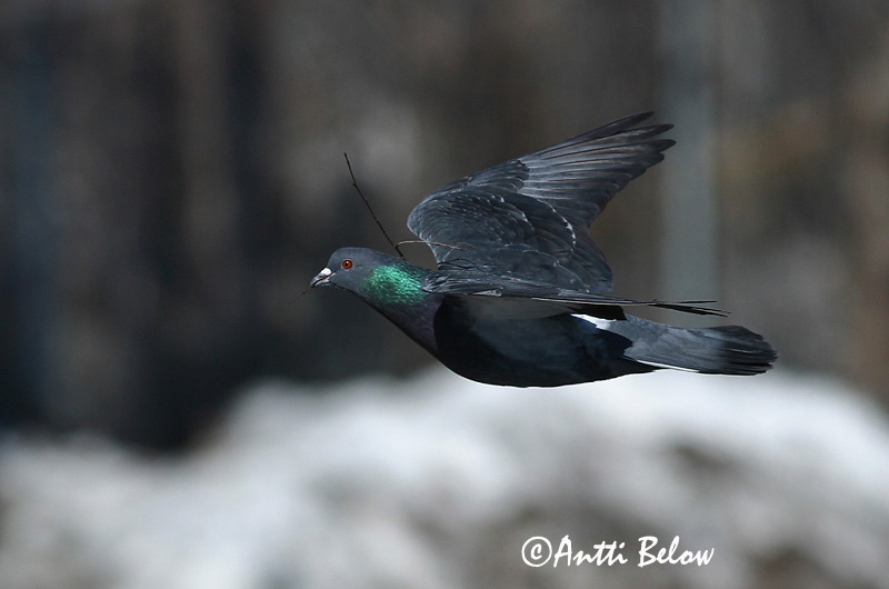 Avainsanat: Colom roquer Klippedue Rotsduif Rock Dove Kodutuvi Kesykyyhky Pigeon biset Felsentaube Haustaube Szirti galamb Bjargdúfa Klippedue bydue Pombo-das-rochas Columba livia Paloma Bravía Klippduva