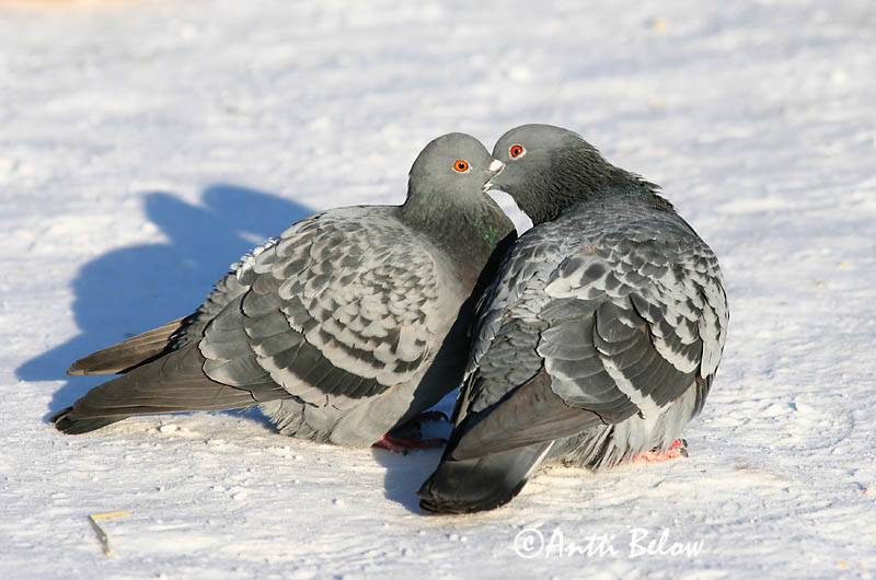 Avainsanat: Colom roquer Klippedue Rotsduif Rock Dove Kodutuvi Kesykyyhky Pigeon biset Felsentaube Haustaube Szirti galamb Bjargdúfa Klippedue bydue Pombo-das-rochas Columba livia Paloma Bravía Klippduva