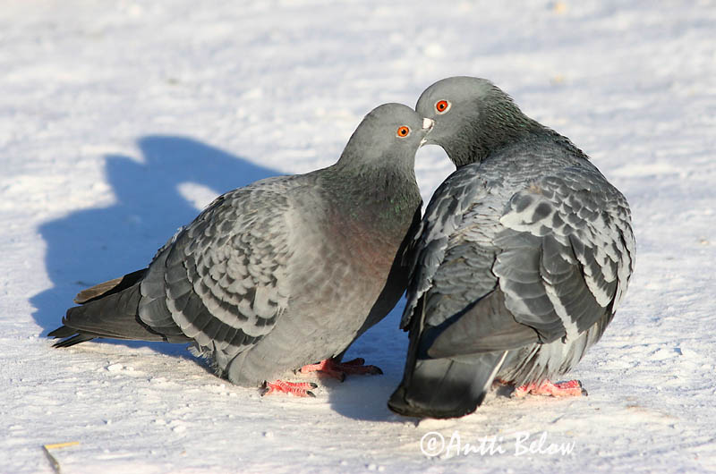 Avainsanat: Colom roquer Klippedue Rotsduif Rock Dove Kodutuvi Kesykyyhky Pigeon biset Felsentaube Haustaube Szirti galamb Bjargdúfa Klippedue bydue Pombo-das-rochas Columba livia Paloma Bravía Klippduva