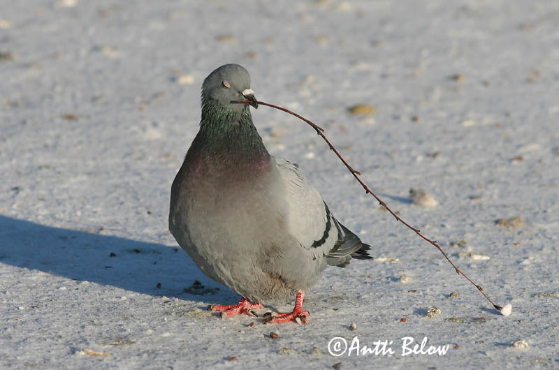 Avainsanat: Colom roquer Klippedue Rotsduif Rock Dove Kodutuvi Kesykyyhky Pigeon biset Felsentaube Haustaube Szirti galamb Bjargdúfa Klippedue bydue Pombo-das-rochas Columba livia Paloma Bravía Klippduva