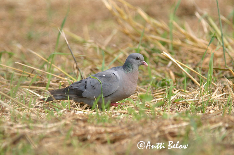 Avainsanat: Xixella Huldue Holenduif Stock Dove Õõnetuvi Uuttukyyhky Pigeon colombin Hohltaube Kék galamb Holudúfa Skogdue Pombo-bravo Columba oenas Paloma Zurita Skogsduva