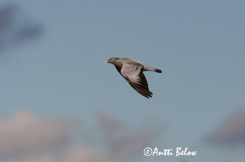 Avainsanat: Xixella Huldue Holenduif Stock Dove Õõnetuvi Uuttukyyhky Pigeon colombin Hohltaube Kék galamb Holudúfa Skogdue Pombo-bravo Columba oenas Paloma Zurita Skogsduva