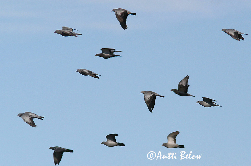 Avainsanat: Xixella Huldue Holenduif Stock Dove Õõnetuvi Uuttukyyhky Pigeon colombin Hohltaube Kék galamb Holudúfa Skogdue Pombo-bravo Columba oenas Paloma Zurita Skogsduva