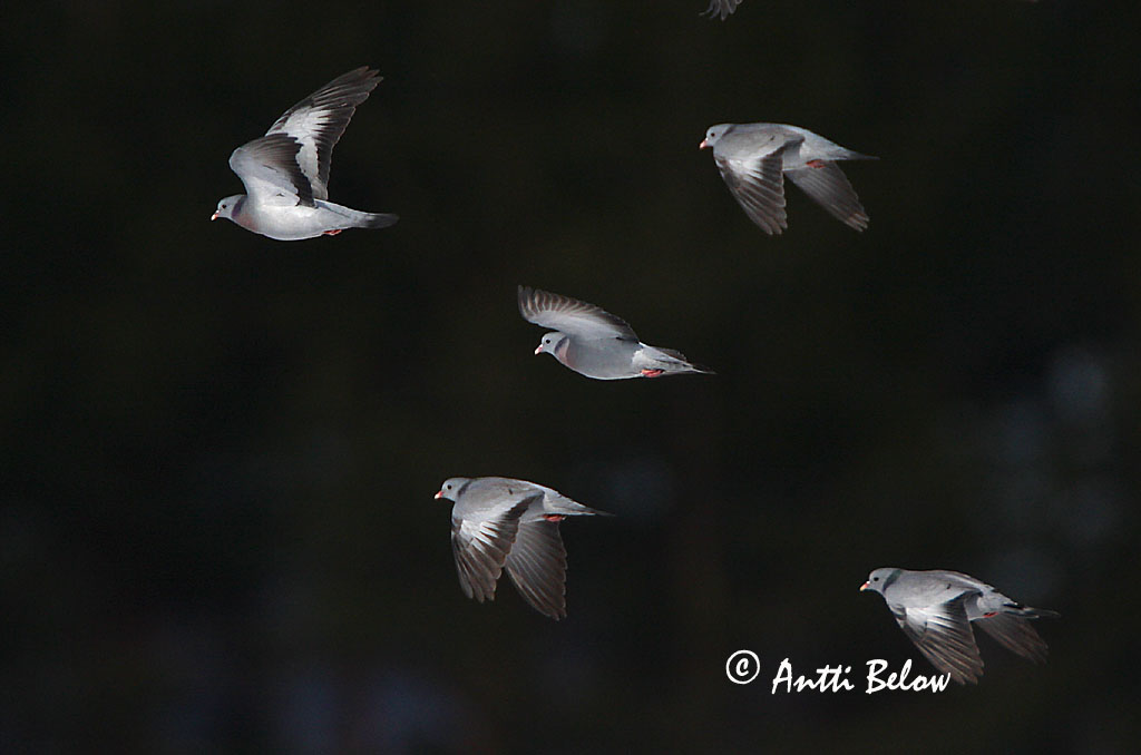 Avainsanat: Xixella Huldue Holenduif Stock Dove Õõnetuvi Uuttukyyhky Pigeon colombin Hohltaube Kék galamb Holudúfa Skogdue Pombo-bravo Columba oenas Paloma Zurita Skogsduva