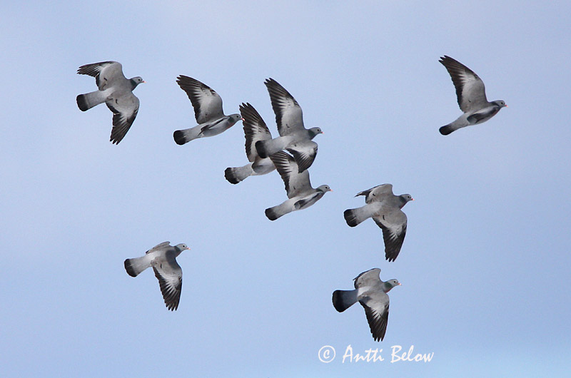 Avainsanat: Xixella Huldue Holenduif Stock Dove Õõnetuvi Uuttukyyhky Pigeon colombin Hohltaube Kék galamb Holudúfa Skogdue Pombo-bravo Columba oenas Paloma Zurita Skogsduva