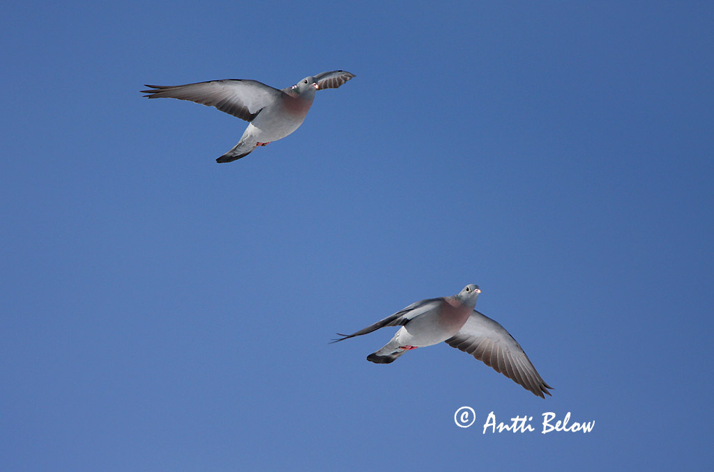 Avainsanat: Xixella Huldue Holenduif Stock Dove Õõnetuvi Uuttukyyhky Pigeon colombin Hohltaube Kék galamb Holudúfa Skogdue Pombo-bravo Columba oenas Paloma Zurita Skogsduva