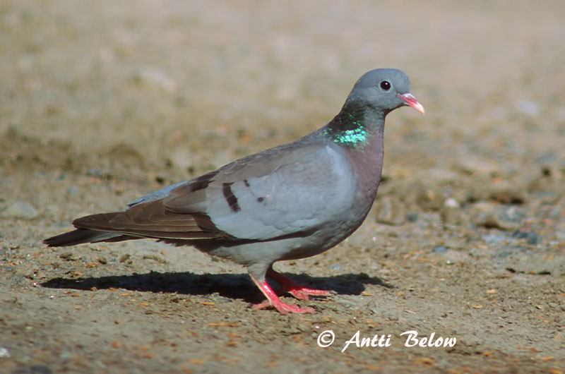 Avainsanat: Xixella Huldue Holenduif Stock Dove Õõnetuvi Uuttukyyhky Pigeon colombin Hohltaube Kék galamb Holudúfa Skogdue Pombo-bravo Columba oenas Paloma Zurita Skogsduva