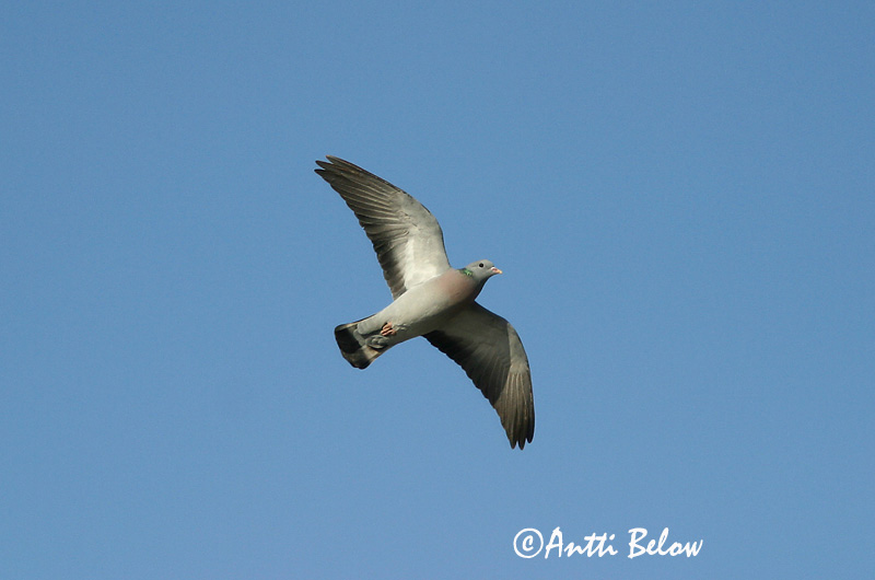 Avainsanat: Xixella Huldue Holenduif Stock Dove Õõnetuvi Uuttukyyhky Pigeon colombin Hohltaube Kék galamb Holudúfa Skogdue Pombo-bravo Columba oenas Paloma Zurita Skogsduva