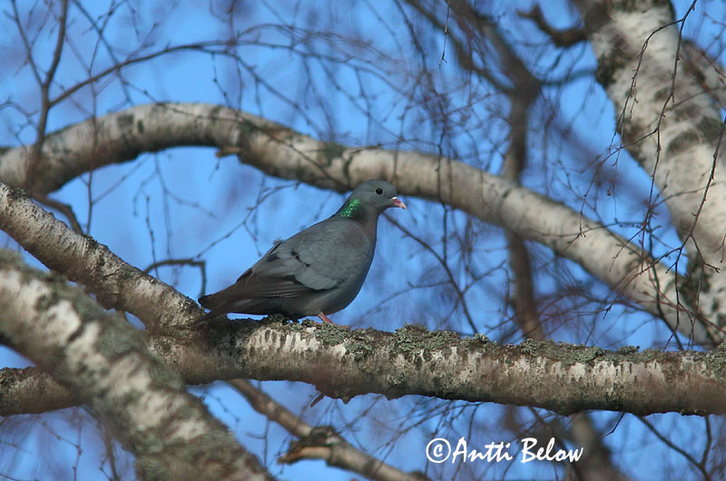 Avainsanat: Xixella Huldue Holenduif Stock Dove Õõnetuvi Uuttukyyhky Pigeon colombin Hohltaube Kék galamb Holudúfa Skogdue Pombo-bravo Columba oenas Paloma Zurita Skogsduva