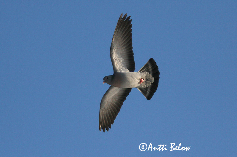 Avainsanat: Xixella Huldue Holenduif Stock Dove Õõnetuvi Uuttukyyhky Pigeon colombin Hohltaube Kék galamb Holudúfa Skogdue Pombo-bravo Columba oenas Paloma Zurita Skogsduva