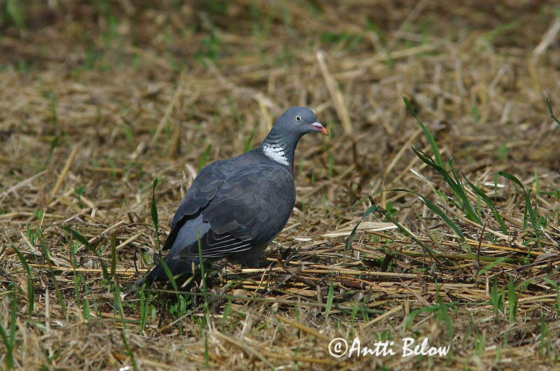 Avainsanat: Tudó Ringdue Houtduif Common Wood Pigeon Pigeon ramier Sepelkyyhky Pigeon ramier Ringeltaube Örvös galamb Ringdue Pombo-torcaz Columba palumbus Paloma Torcaz Ringduva