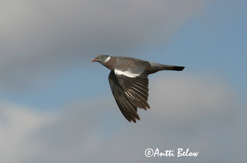 Avainsanat: Tudó Ringdue Houtduif Common Wood Pigeon Pigeon ramier Sepelkyyhky Pigeon ramier Ringeltaube Örvös galamb Ringdue Pombo-torcaz Columba palumbus Paloma Torcaz Ringduva