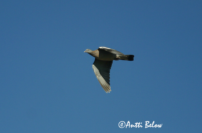Avainsanat: Tudó Ringdue Houtduif Common Wood Pigeon Pigeon ramier Sepelkyyhky Pigeon ramier Ringeltaube Örvös galamb Ringdue Pombo-torcaz Columba palumbus Paloma Torcaz Ringduva