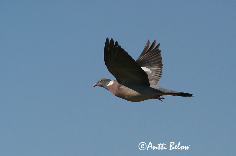 Avainsanat: Tudó Ringdue Houtduif Common Wood Pigeon Pigeon ramier Sepelkyyhky Pigeon ramier Ringeltaube Örvös galamb Ringdue Pombo-torcaz Columba palumbus Paloma Torcaz Ringduva