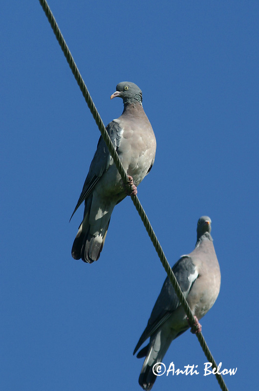 Avainsanat: Tudó Ringdue Houtduif Common Wood Pigeon Pigeon ramier Sepelkyyhky Pigeon ramier Ringeltaube Örvös galamb Ringdue Pombo-torcaz Columba palumbus Paloma Torcaz Ringduva