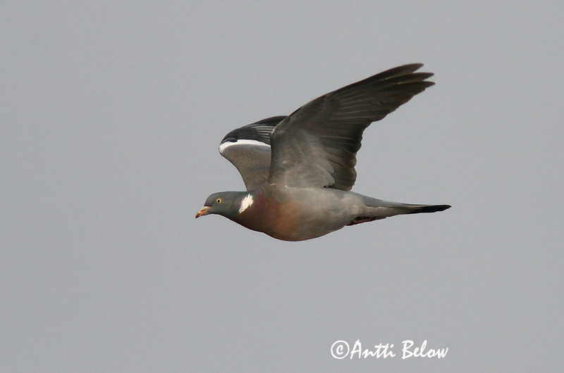 Avainsanat: Tudó Ringdue Houtduif Common Wood Pigeon Pigeon ramier Sepelkyyhky Pigeon ramier Ringeltaube Örvös galamb Ringdue Pombo-torcaz Columba palumbus Paloma Torcaz Ringduva