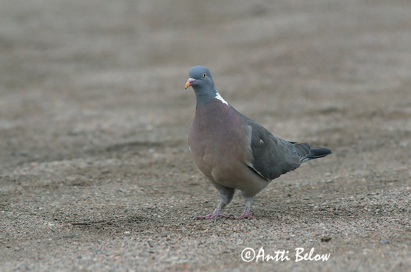 Avainsanat: Tudó Ringdue Houtduif Common Wood Pigeon Pigeon ramier Sepelkyyhky Pigeon ramier Ringeltaube Örvös galamb Ringdue Pombo-torcaz Columba palumbus Paloma Torcaz Ringduva