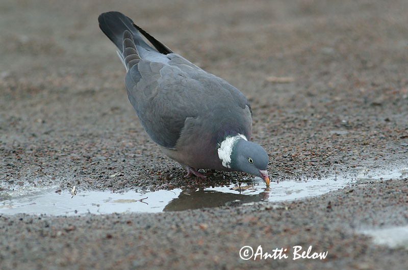 Avainsanat: Tudó Ringdue Houtduif Common Wood Pigeon Pigeon ramier Sepelkyyhky Pigeon ramier Ringeltaube Örvös galamb Ringdue Pombo-torcaz Columba palumbus Paloma Torcaz Ringduva