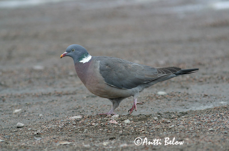 Avainsanat: Tudó Ringdue Houtduif Common Wood Pigeon Pigeon ramier Sepelkyyhky Pigeon ramier Ringeltaube Örvös galamb Ringdue Pombo-torcaz Columba palumbus Paloma Torcaz Ringduva