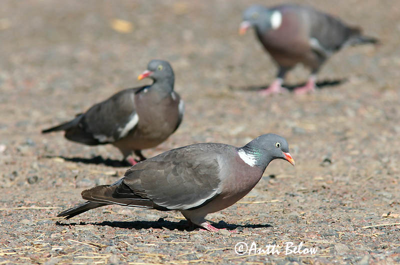 Avainsanat: Tudó Ringdue Houtduif Common Wood Pigeon Pigeon ramier Sepelkyyhky Pigeon ramier Ringeltaube Örvös galamb Ringdue Pombo-torcaz Columba palumbus Paloma Torcaz Ringduva