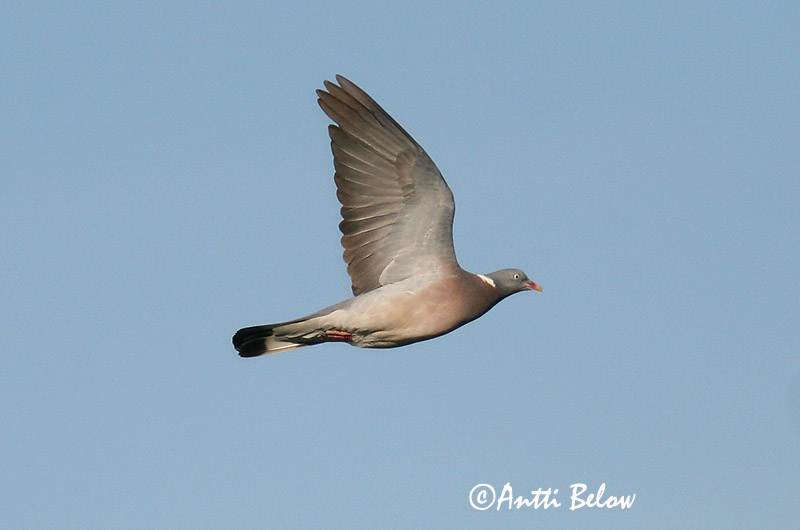 Avainsanat: Tudó Ringdue Houtduif Common Wood Pigeon Pigeon ramier Sepelkyyhky Pigeon ramier Ringeltaube Örvös galamb Ringdue Pombo-torcaz Columba palumbus Paloma Torcaz Ringduva