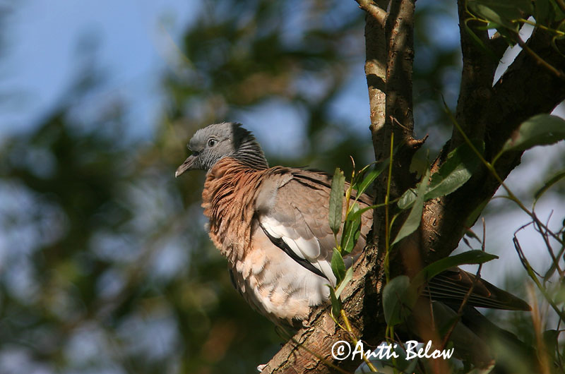 Avainsanat: Tudó Ringdue Houtduif Common Wood Pigeon Pigeon ramier Sepelkyyhky Pigeon ramier Ringeltaube Örvös galamb Ringdue Pombo-torcaz Columba palumbus Paloma Torcaz Ringduva
