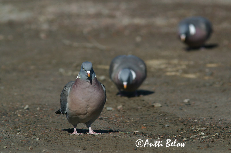 Avainsanat: Tudó Ringdue Houtduif Common Wood Pigeon Pigeon ramier Sepelkyyhky Pigeon ramier Ringeltaube Örvös galamb Ringdue Pombo-torcaz Columba palumbus Paloma Torcaz Ringduva