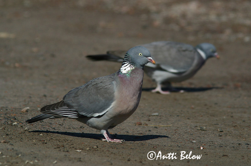 Avainsanat: Tudó Ringdue Houtduif Common Wood Pigeon Pigeon ramier Sepelkyyhky Pigeon ramier Ringeltaube Örvös galamb Ringdue Pombo-torcaz Columba palumbus Paloma Torcaz Ringduva