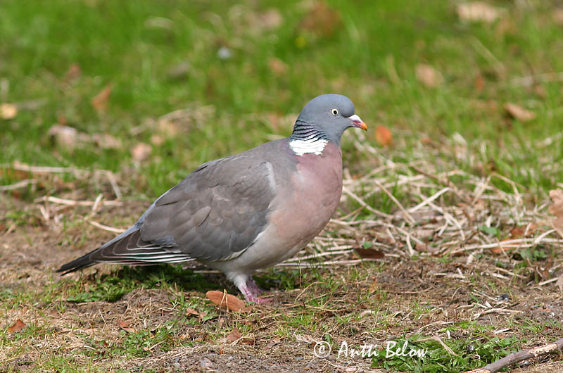 Avainsanat: Tudó Ringdue Houtduif Common Wood Pigeon Pigeon ramier Sepelkyyhky Pigeon ramier Ringeltaube Örvös galamb Ringdue Pombo-torcaz Columba palumbus Paloma Torcaz Ringduva