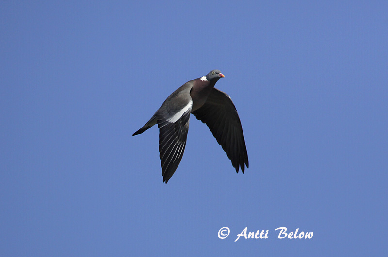 Avainsanat: Tudó Ringdue Houtduif Common Wood Pigeon Pigeon ramier Sepelkyyhky Pigeon ramier Ringeltaube Örvös galamb Ringdue Pombo-torcaz Columba palumbus Paloma Torcaz Ringduva