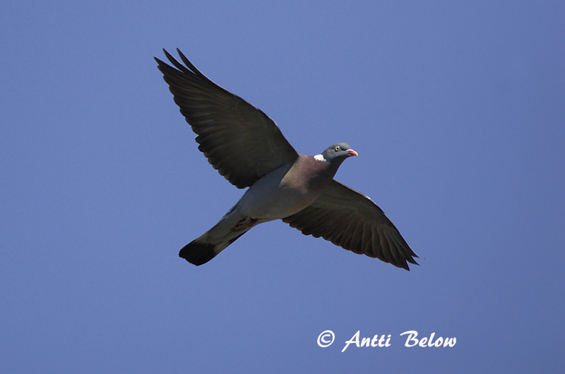 Avainsanat: Tudó Ringdue Houtduif Common Wood Pigeon Pigeon ramier Sepelkyyhky Pigeon ramier Ringeltaube Örvös galamb Ringdue Pombo-torcaz Columba palumbus Paloma Torcaz Ringduva