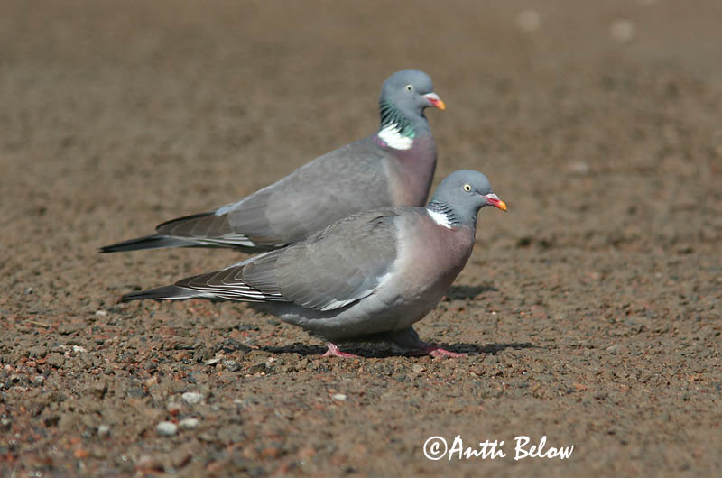 Avainsanat: Tudó Ringdue Houtduif Common Wood Pigeon Pigeon ramier Sepelkyyhky Pigeon ramier Ringeltaube Örvös galamb Ringdue Pombo-torcaz Columba palumbus Paloma Torcaz Ringduva