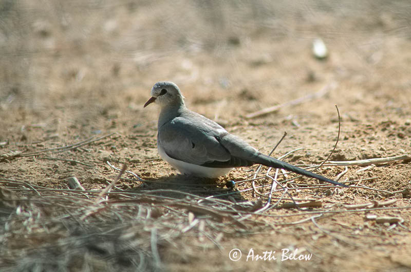 Avainsanat: Maskerduif Namaqua Dove Naamiokyyhky Pitkäpyrstökyyhky Tourterelle masquée Kaptäubchen Tortora mascherata Maskedue Oena capensis Palomita Especulada Capense Långstjärtsduva