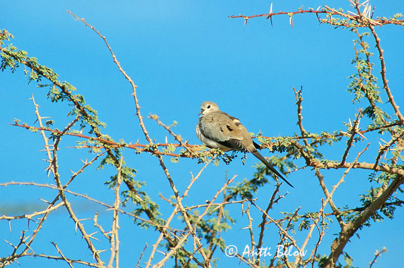 Avainsanat: Maskerduif Namaqua Dove Naamiokyyhky Pitkäpyrstökyyhky Tourterelle masquée Kaptäubchen Tortora mascherata Maskedue Oena capensis Palomita Especulada Capense Långstjärtsduva