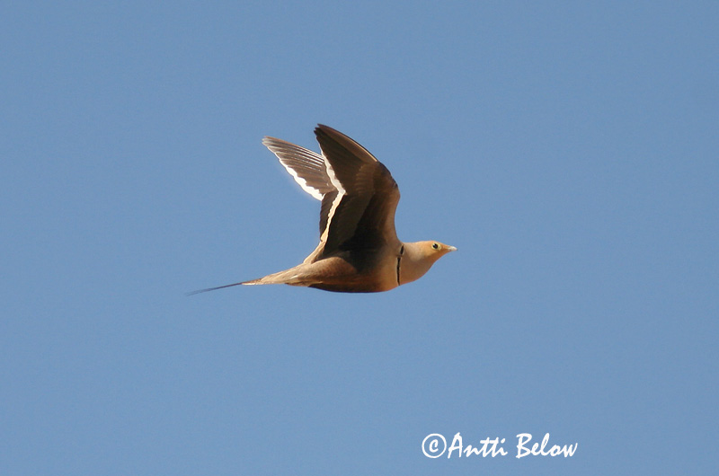 Avainsanat: Savannihietakyyhky Roodbuikzandhoen Chestnut-bellied Sandgrouse Ganga à ventre brun Braunbauch-Flughuhn Brunbuksandhøne Ganga Moruna Brunbukig flyghöna