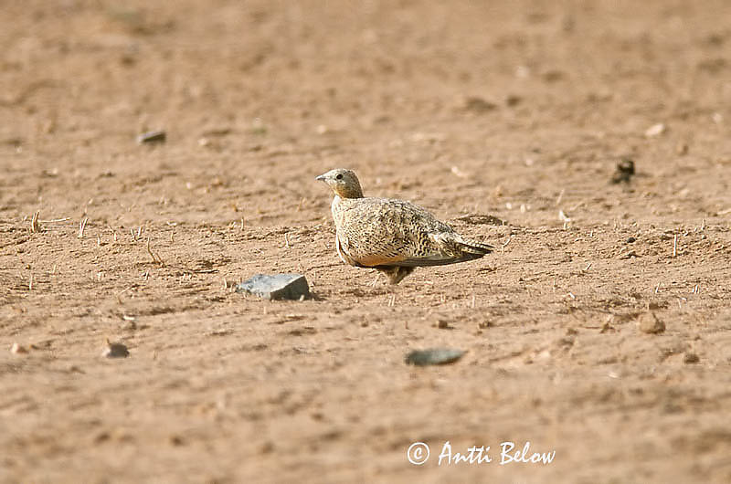 Avainsanat: Xurra Zwartbuikzandhoen Black-bellied Sandgrouse Ganga unibande Sandflughuhn Svartbuksandhøne Pterocles orientalis Ortega Svartbukig flyghöna Hietakyyhky