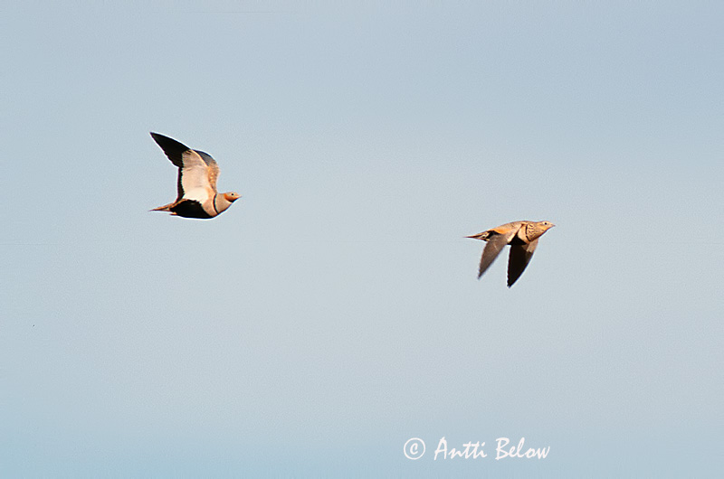 Avainsanat: Xurra Zwartbuikzandhoen Black-bellied Sandgrouse Ganga unibande Sandflughuhn Svartbuksandhøne Pterocles orientalis Ortega Svartbukig flyghöna Hietakyyhky